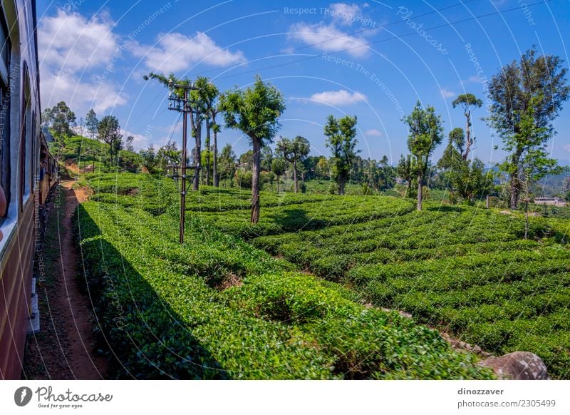 By train over tea plantation, Sri Lanka Tea Beautiful Vacation & Travel Tourism Summer Mountain Nature Landscape Forest Hill Transport Railroad Green ella Asia