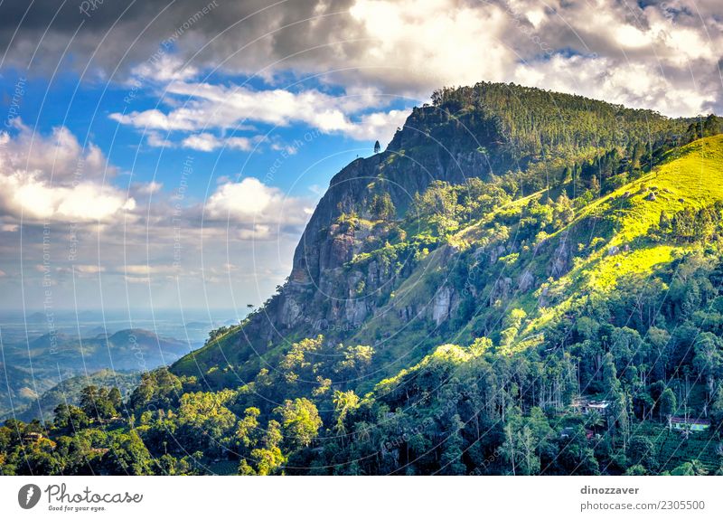 Ella rock, Sri Lanka Tea Beautiful Vacation & Travel Tourism Summer Mountain Hiking Nature Landscape Sky Clouds Tree Forest Virgin forest Hill Rock Railroad