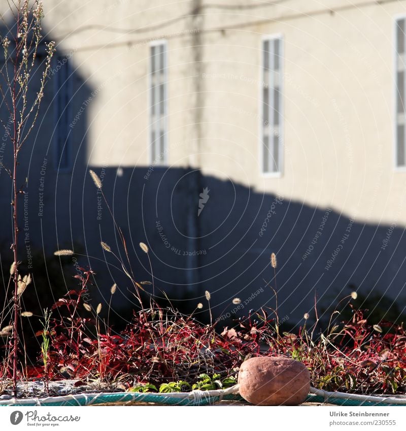 Plant growth in front of the building of an old fish factory in Chioggia, Veneto Factory Fish  factory Autumn Grass Italy House (Residential Structure)