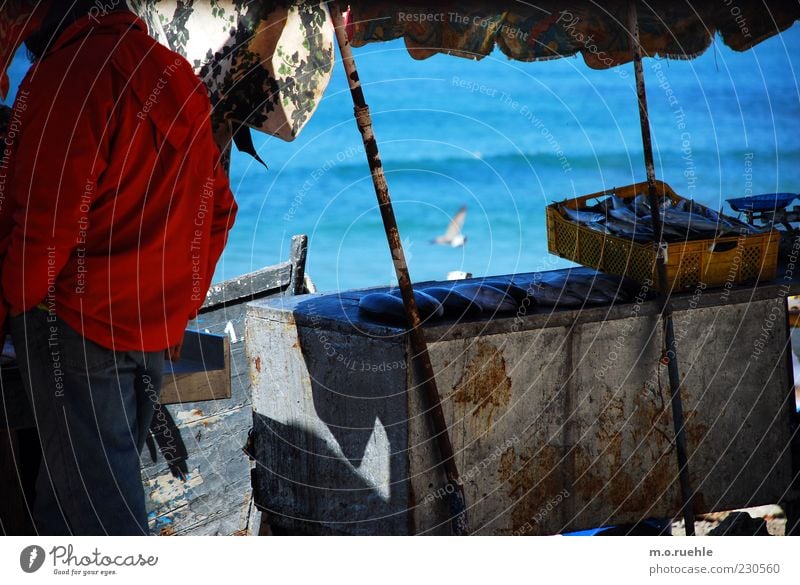 small fish 1 Human being Beautiful weather Waves Coast Ocean Atlantic Ocean Dead animal Fish Identity Market stall Markets Fishery Fish market Sunshade Seagull