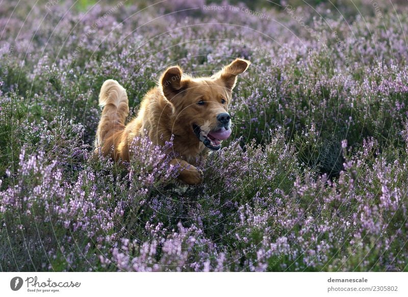 I want fun! Summer Nature Landscape Plant Animal Beautiful weather Bushes Blossom Wild plant Heathland Park Pet Dog Golden Retriever 1 Blossoming Hunting