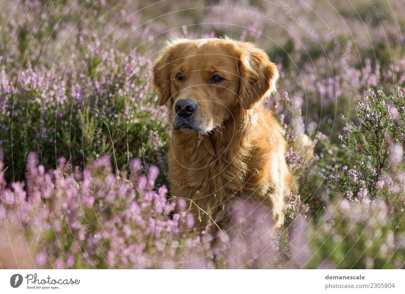 Goldi in the back light. Nature Landscape Plant Animal Summer Flower Bushes Wild plant Heather family Heathland Park Pet Dog Animal face Pelt Golden Retriever 1