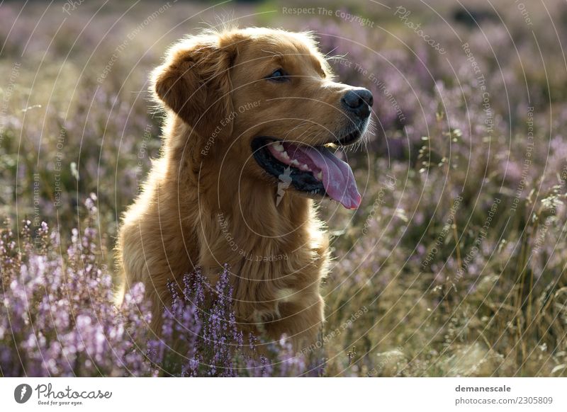 Golden Retriever in backlight. Nature Landscape Plant Animal Summer Beautiful weather Flower Blossom Heathland Park Flower meadow Pet Dog Pelt Tongue 1 Observe