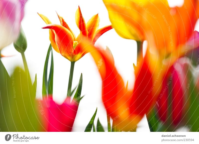 little color orgy Nature Plant Spring Tulip Blossom Multicoloured Yellow Green Red White Colour photo Detail Light Blossom leave Stalk Deserted Fresh Blossoming