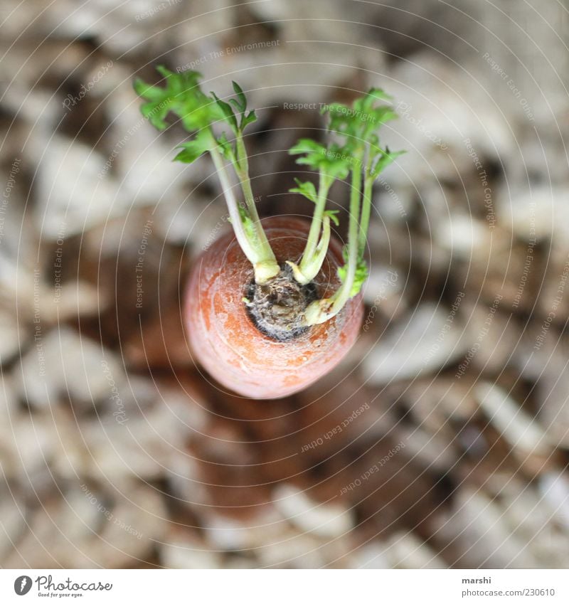 baby carrot Food Vegetable Nutrition Organic produce Vegetarian diet Green Colour photo Exterior shot Blur Carrot Orange Perspective Bird's-eye view