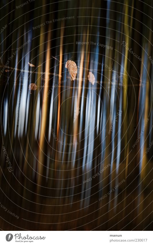 stripe design Nature Leaf Exceptional Original Colour photo Exterior shot Experimental Abstract Deserted Day Flash photo Light Shadow Contrast Long exposure