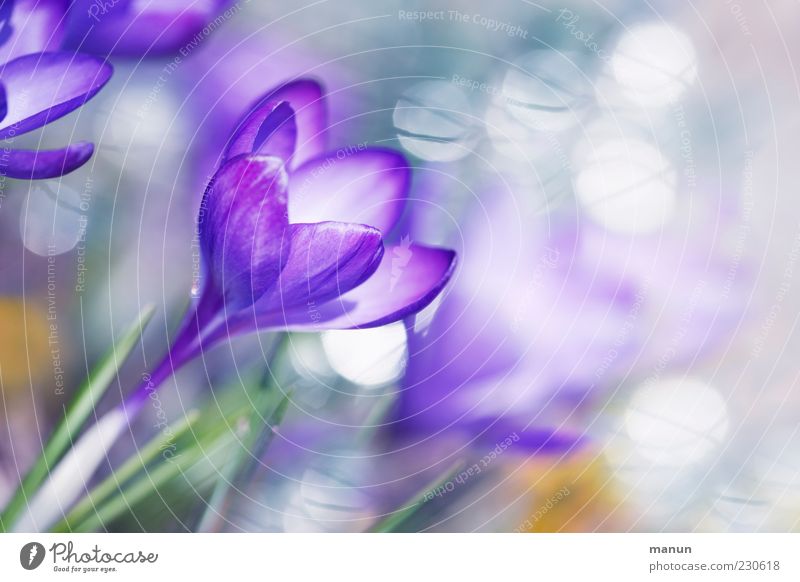 flower dream Nature Spring Plant Flower Blossom Crocus Exceptional Fragrance Bright Kitsch Beautiful Spring fever Colour photo Exterior shot Close-up Deserted