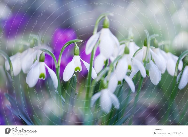 spring blossoms Nature Spring Plant Flower Leaf Blossom Snowdrop Spring flower Fragrance Beautiful Cold Natural Spring fever Colour photo Exterior shot Close-up