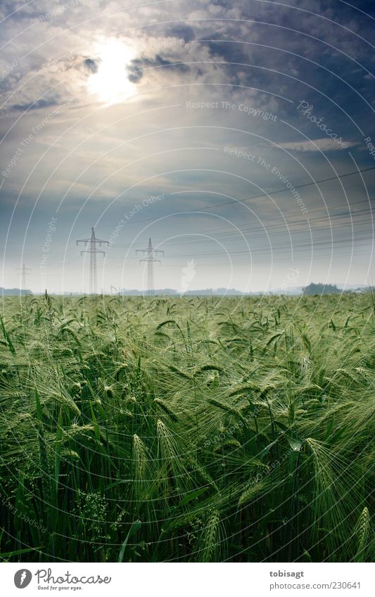 cornfield Nature Sky Clouds Sun Sunlight Spring Beautiful weather Field Calm Colour photo Exterior shot Deserted Day Deep depth of field Central perspective