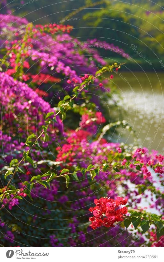 flowers Plant Beautiful weather Flower Bushes Blossom Park Pond Lake Fragrance Multicoloured Green Violet Red Colour photo Exterior shot Deserted Day Light