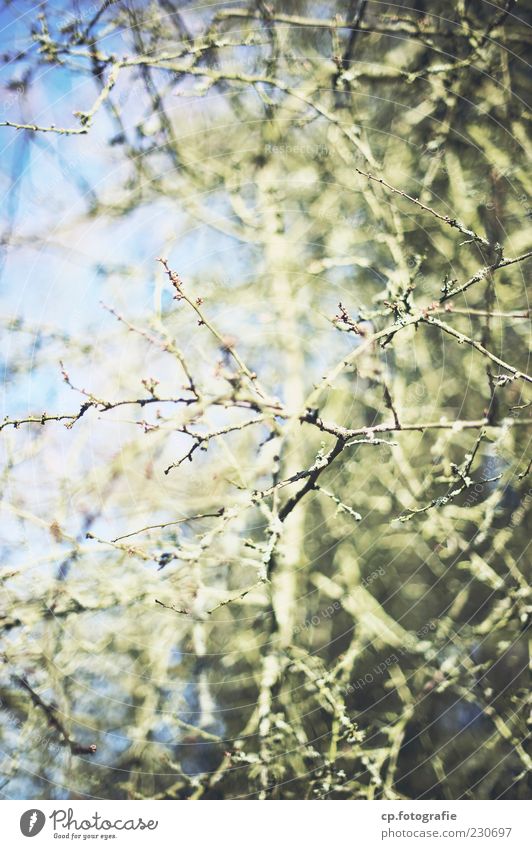 root system Plant Sunlight Spring Autumn Winter Beautiful weather Bushes Foliage plant Natural Colour photo Day Light Shadow Shallow depth of field