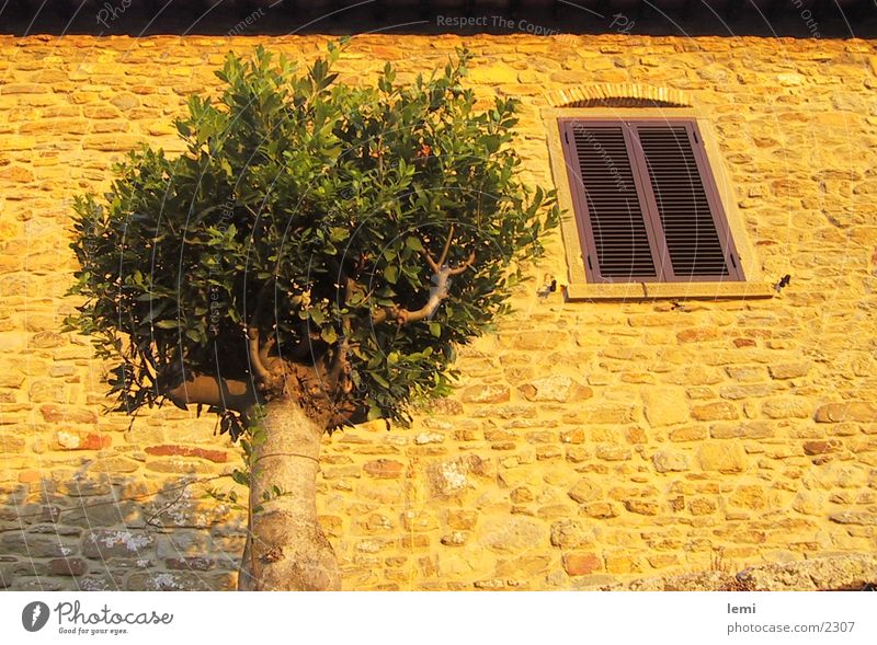 evening sun Facade Tree Evening sun House (Residential Structure) Italy Tuscany Dusk Moody Europe cortona