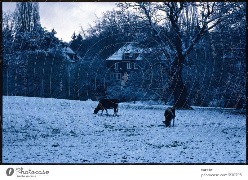 be present Winter Bad weather Snow Tree Farm animal Cow 2 Animal Living or residing Pasture To feed Property Cold Freeze Foraging Snow layer Colour photo