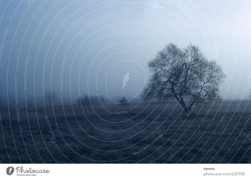 coral Landscape Bad weather Fog Cold Winter Fen High venn Nature reserve Bushes Tree Branched Wind Isolated Slate blue Loneliness Colour photo Subdued colour