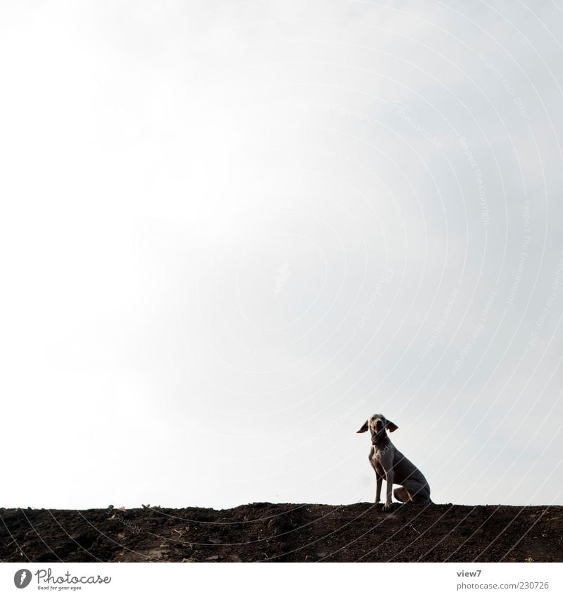 flying ears Environment Nature Sky Clouds Climate Weather Animal Dog 1 Sign Esthetic Authentic Simple Fresh Modern Above Positive Brown Beginning Loneliness