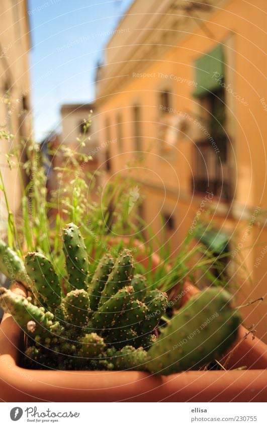 México in Barcelona - little sun gods Plant Cactus House (Residential Structure) Facade Balcony Mediterranean Green Terracotta Yellow-orange Warmth