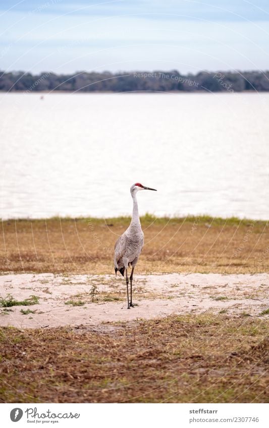 Sandhill crane bird Grus canadensis forages Nature Animal Water Grass Park Lakeside River bank Pond Red-haired Wild animal Bird 1 Flying Blue red crest