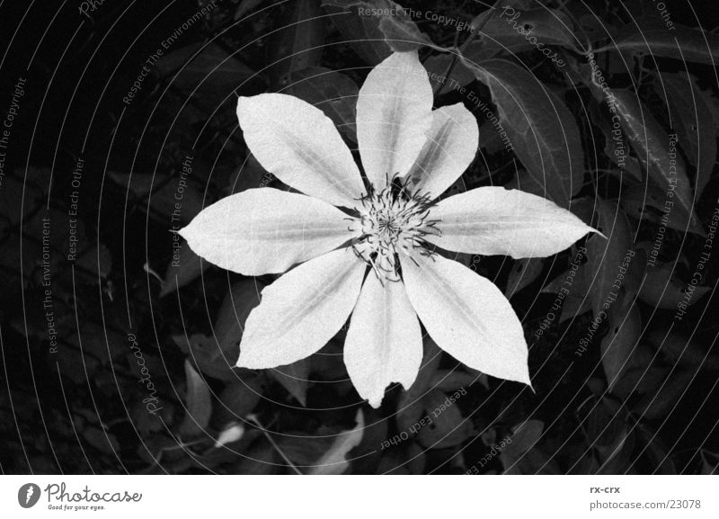 flower Plant Blossom Black White Open Garden