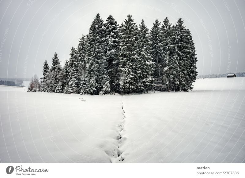 Black forest Nature Landscape Sky Clouds Horizon Winter Weather Ice Frost Snowfall Tree Hill Mountain Deserted Hut White Black Forest snowy Dig Exterior shot