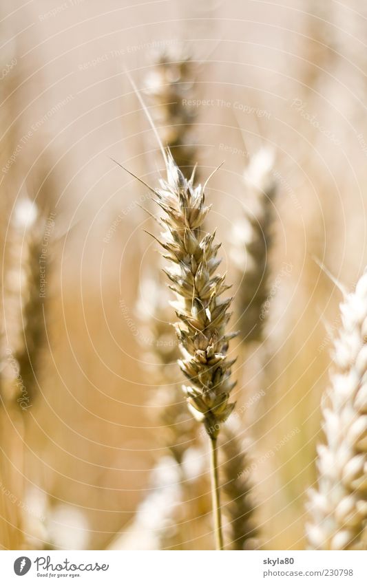 country love Wheat ear Agriculture Harvest Wheatfield Ear of corn Ingredients Eating Roll Field Landscape Environment Plant spike Cornfield Grain Grain field