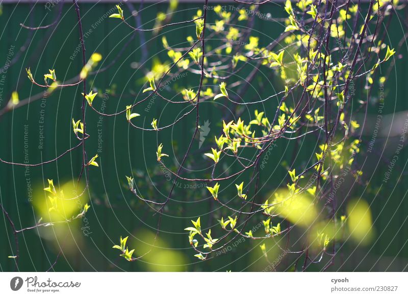 it greenens... Nature Plant Spring Tree Leaf Growth New Yellow Green Moody Leaf bud Anticipation New start Multicoloured Close-up Light Sunlight Back-light