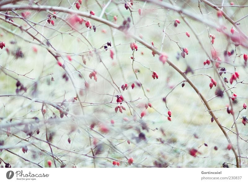 rose hips Environment Nature Autumn Plant Bushes Red Rose hip Autumnal Fruit Colour photo Exterior shot Shallow depth of field Deserted Twigs and branches