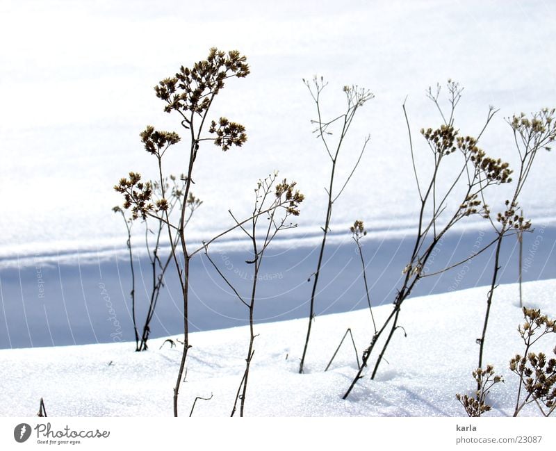 Rebellion against winter Winter Cold Calm Resist Plant Snow Sun Beautiful weather Thin