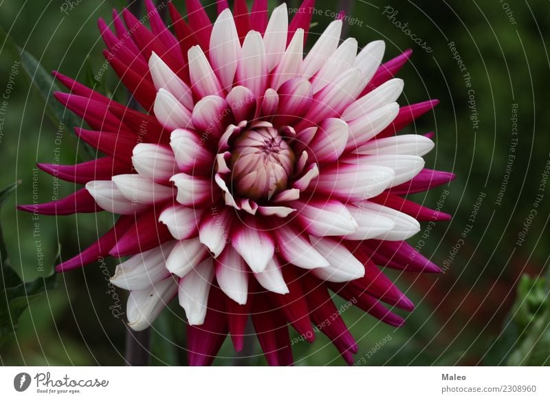 dahlia Dahlia Beautiful Blossom Blossoming Flower Botany Bouquet Multicoloured alia Decoration Plant Fresh Garden Gardening Sphere Top Blossom leave Round