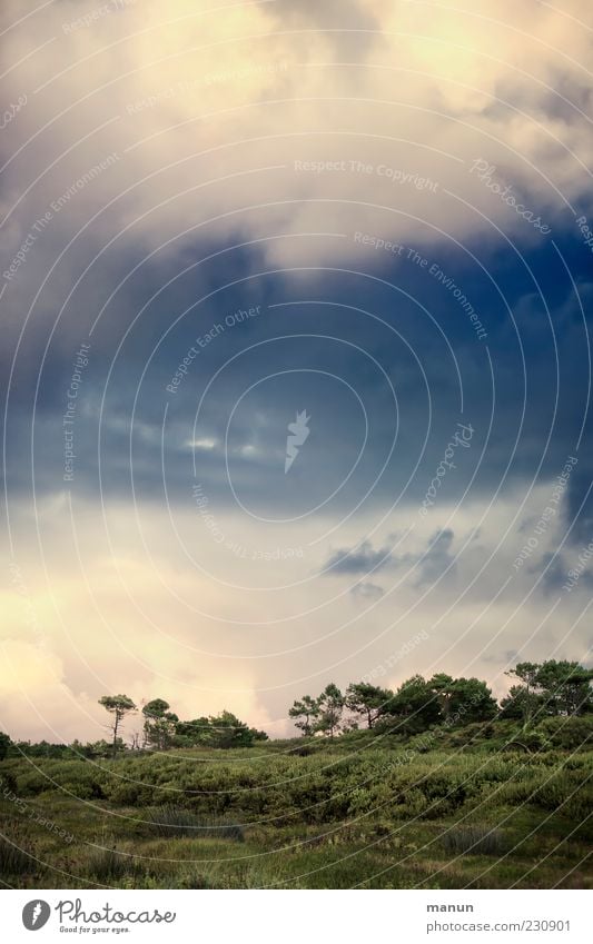 So close to heaven II Nature Landscape Elements Sky Clouds Weather Tree Bushes Forest Brittany Authentic Natural Beautiful Vacation & Travel Colour photo