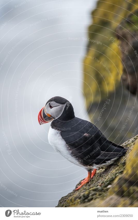 Free from giddiness Rock Coast Animal Bird 1 Maritime Natural Brown Yellow Gray Orange Black White Puffin Lichen Iceland Westfjord Colour photo Exterior shot