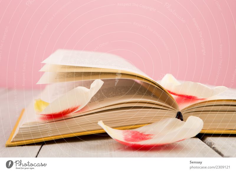 education and reading concept Reading Table Science & Research School Study Academic studies Business Group Book Library Flower Leaf Blossom Paper Wood Old Pink