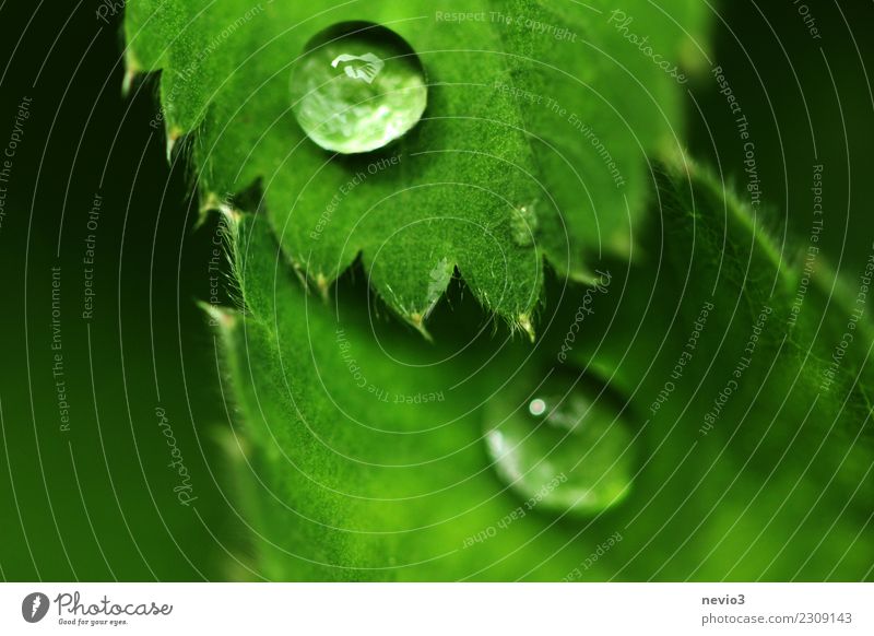 Waving hand in raindrop Summer Human being Arm Hand Fingers 1 Art Environment Nature Plant Spring Leaf Foliage plant Growth Exceptional Friendliness Fresh