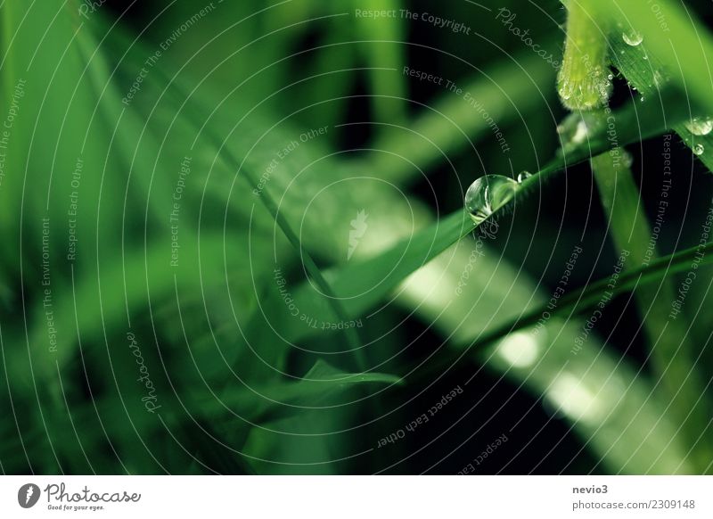 Water drops on a blade of grass Summer Environment Nature Plant Spring Grass Foliage plant Agricultural crop Garden Park Meadow Green Drops of water Rain