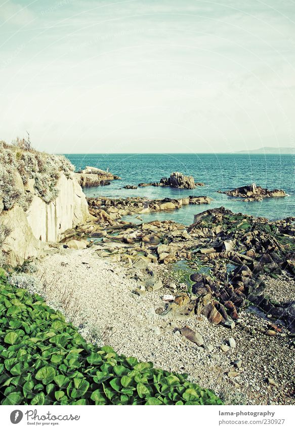 coastal Nature Landscape Plant Rock Coast Ocean Ireland Northern Ireland Environment Pebble beach Great Britain Colour photo Exterior shot Deserted