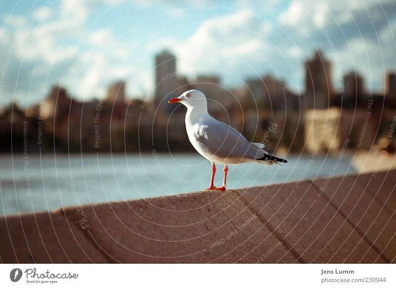 overseer Vacation & Travel Animal Wild animal Bird 1 Blue Red Black Colour photo Exterior shot Deserted Day Seagull Full-length Stand