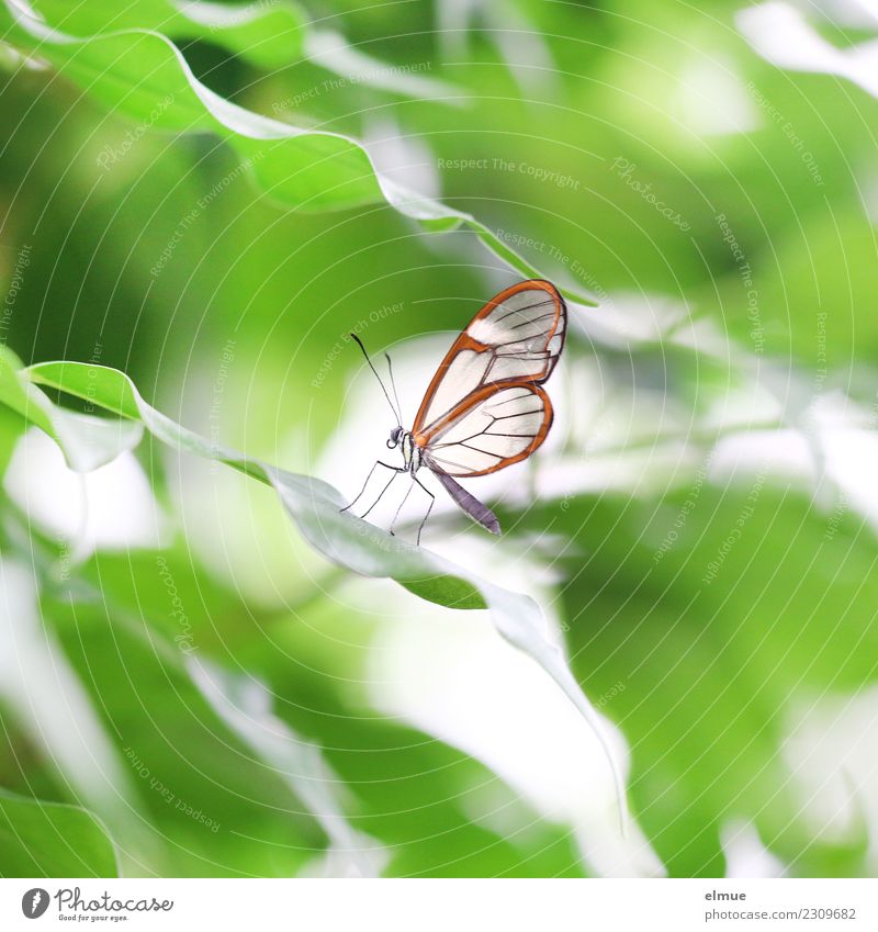 glass winged aircraft Leaf Butterfly Wing forest spirit Greta morgane Noble butterfly Feeler Tropical greenhouse Butterfly house Elegant Small Green Orange