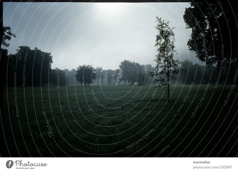 black Morning Environment Nature Landscape Park Meadow Forest Potsdam Tourist Attraction Landmark Breathe Dark Natural Gloomy Moody Subdued colour Haze