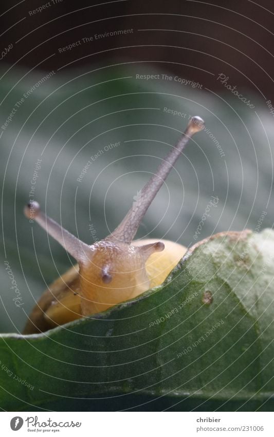 "Pssst ... is already spring????" Nature Plant Animal Leaf Snail Snail shell Snail slime Feeler 1 Observe Near Cute Slimy Soft Yellow Green Senses Environment