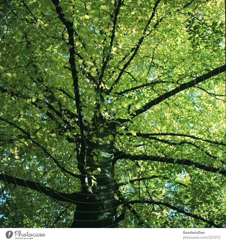 green. Environment Nature Autumn Beautiful weather Plant Tree Leaf Old Free Large Infinity Tall Many Moody Colour photo Exterior shot Deserted Light Contrast