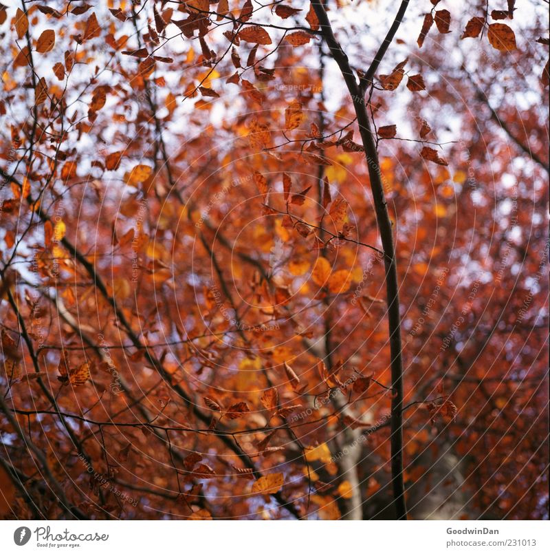 Red. Environment Nature Autumn Plant Tree Leaf Free Large Dry Many Moody Colour photo Exterior shot Deserted Light Contrast Shallow depth of field Long shot