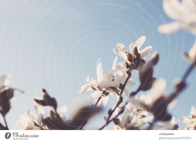 A hint of spring Environment Nature Plant Sky Cloudless sky Sun Sunlight Spring Summer Beautiful weather Flower Leaf Blossom Wild plant Exotic Esthetic