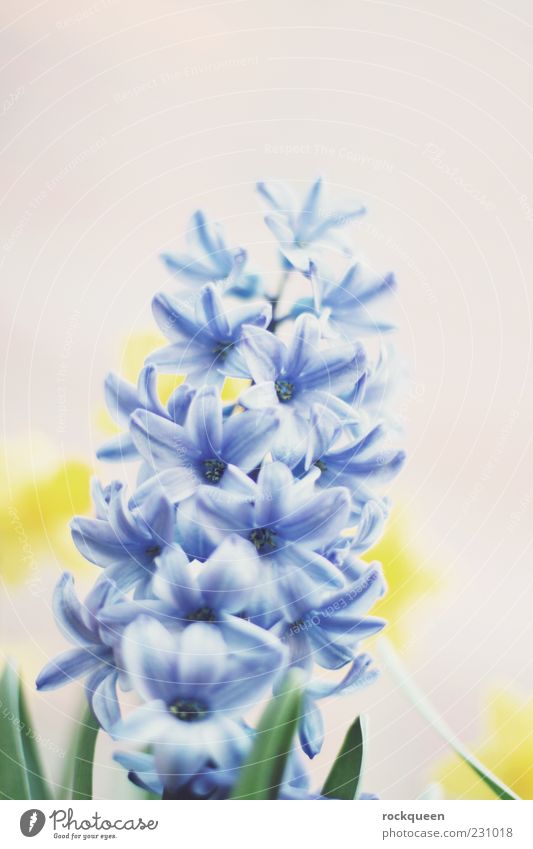 be blue Nature Plant Spring Summer Beautiful weather Flower Blossom Pot plant Esthetic Near Blue Yellow Colour photo Multicoloured Exterior shot Close-up Detail