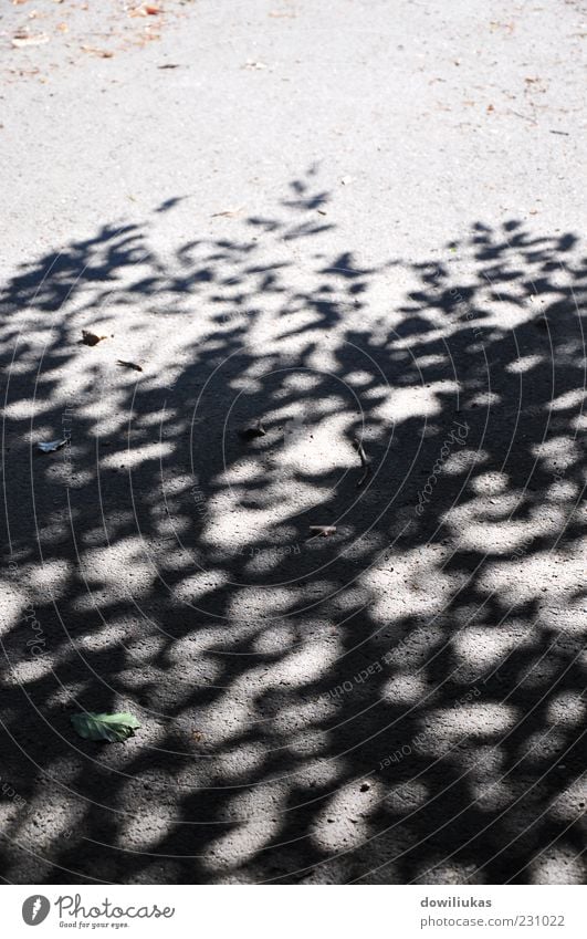 Shadow of the Tree Summer Nature Sunlight Beautiful weather Bright Multicoloured Gray Black Silver White Vacation & Travel Colour photo Exterior shot