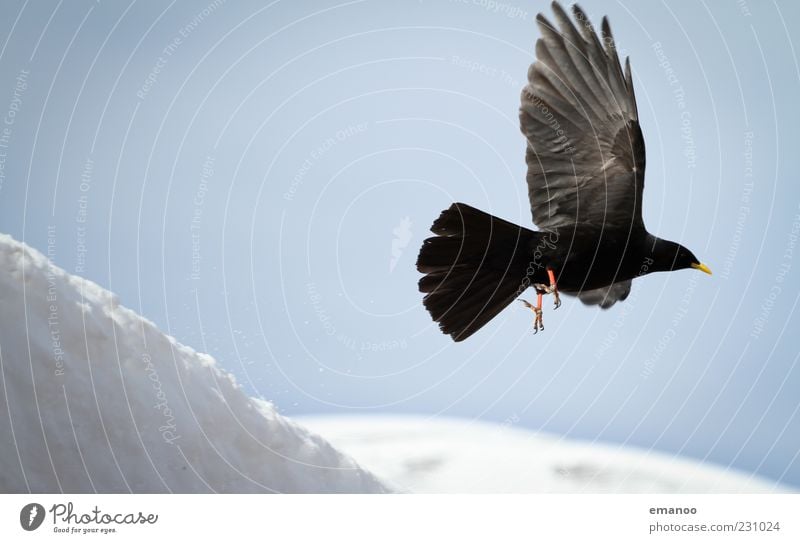 take-off flight Nature Animal Sky Winter Weather Snow Alps Mountain Wild animal Bird 1 Flying Dark Elegant Free Cold Black White Nerviness Timidity Jackdaw