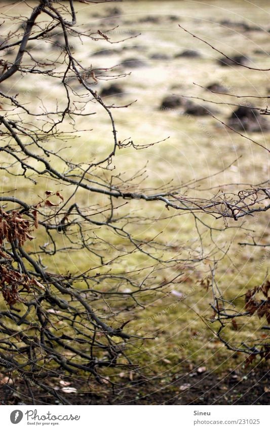 De Maulwurfn here! Environment Nature Landscape Plant Autumn Meadow molehills Colour photo Exterior shot Deserted Day Twigs and branches Leafless Shriveled Blur