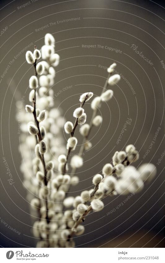 fluffy spring Plant Spring Bushes Catkin Willow-tree Beautiful Natural Soft Gray White Spring fever Nature Environment Growth Branch Colour photo Exterior shot