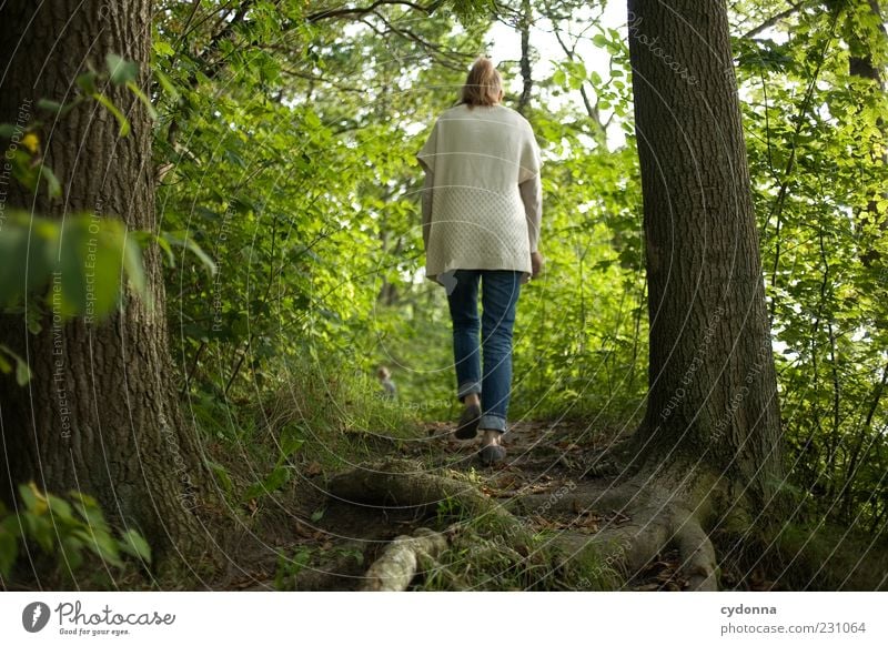 forest hiking Well-being Relaxation Calm Trip Freedom Hiking Human being Environment Nature Tree Forest Movement Loneliness Discover Life Lanes & trails Time