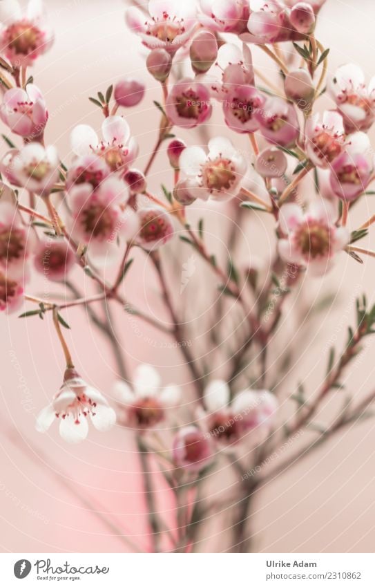 Macro of the waxflower (Chamelaucium uncinatum) Nature Plant Spring Summer Autumn Winter Flower Blossom Pot plant wax flower chamelaucium uncinatum Bouquet