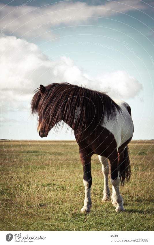 foam malt Nature Landscape Animal Sky Clouds Beautiful weather Meadow Farm animal Wild animal Horse 1 Stand Wait Esthetic Natural Moody Pasture Mane Iceland