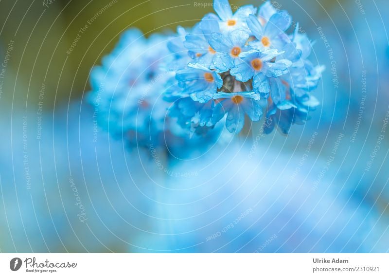 Macro of a blue ball primula (Primula denticulata) Elegant Design Life Harmonious Well-being Contentment Relaxation Calm Meditation Arrange Decoration Wallpaper